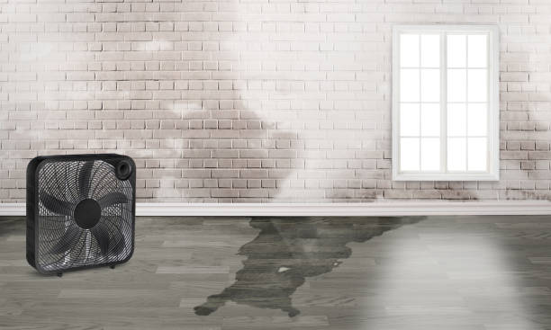 Best Water damage mitigation services  in Greenville, RI